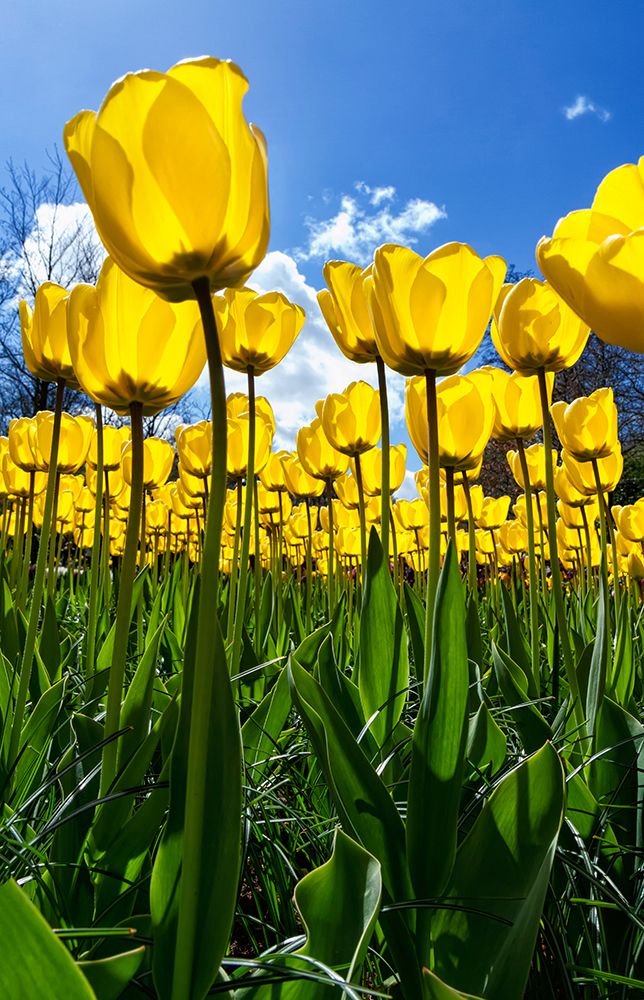 Tulipani art print by Lorenzo Ravasco for $57.95 CAD