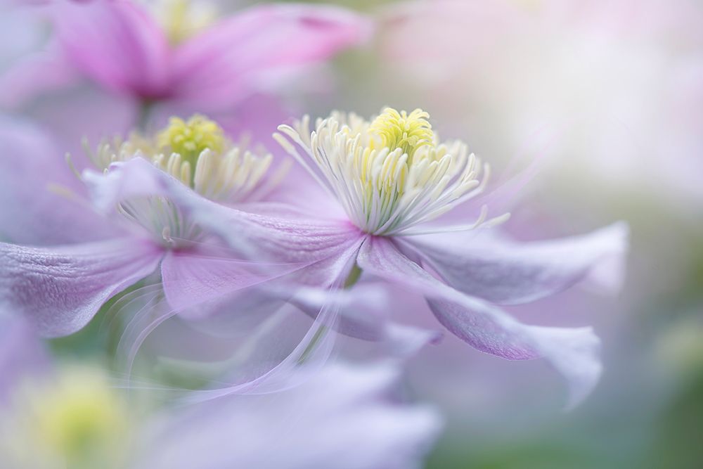 Clematis Mayleen art print by Jacky Parker for $57.95 CAD