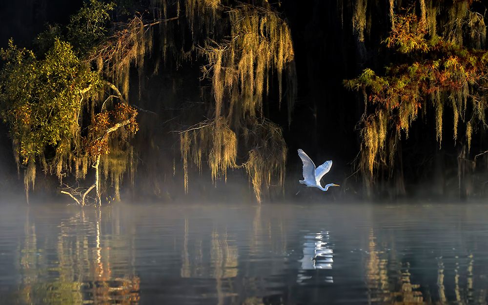 Egret art print by Hua Zhu for $57.95 CAD