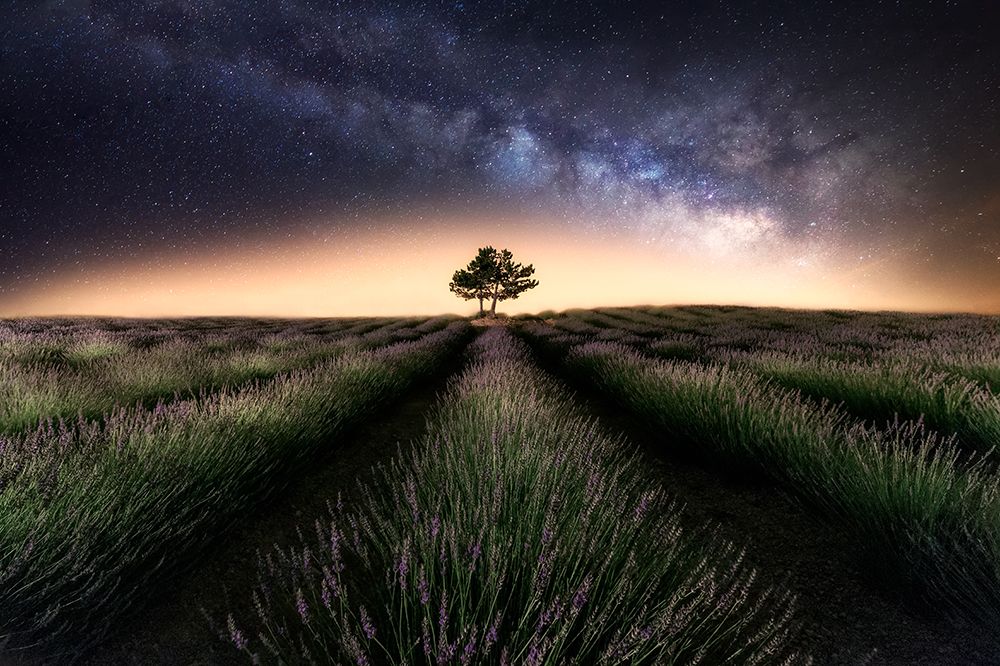 Lavender Way art print by Ivan Ferrero for $57.95 CAD