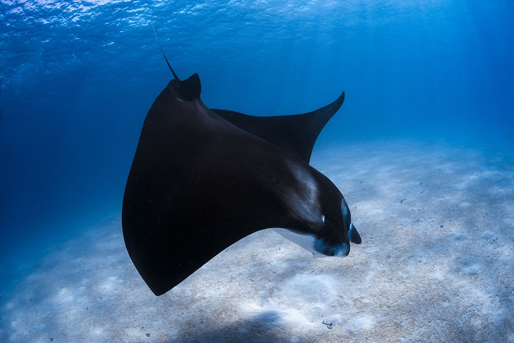 Dancing Manta art print by Barathieu Gabriel for $57.95 CAD