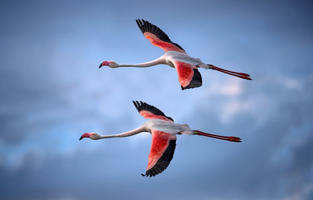 Greater Flamingos art print by Xavier Ortega for $57.95 CAD