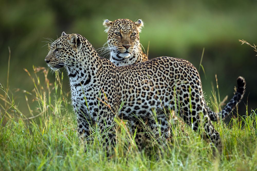 Leopard Family art print by Roshkumar for $57.95 CAD