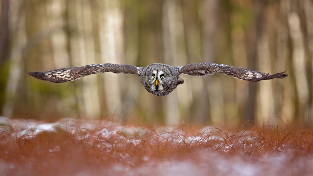 Great Grey Owl art print by Milan Zygmunt for $57.95 CAD