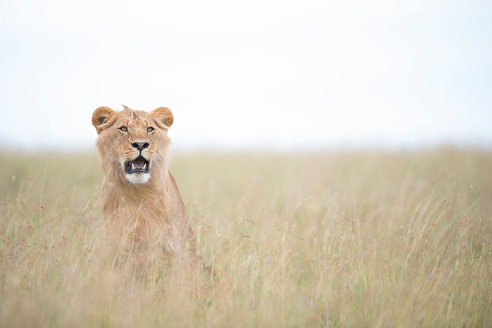 Young Lion art print by Roberto Marchegiani for $57.95 CAD