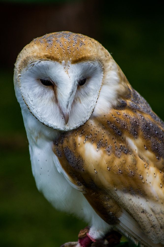 Tawny art print by Edward Bozzard for $57.95 CAD