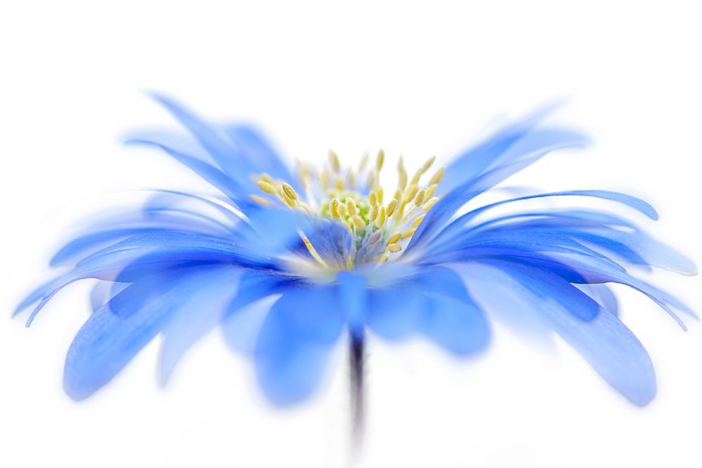 Floral Fountain art print by Jacky Parker for $57.95 CAD