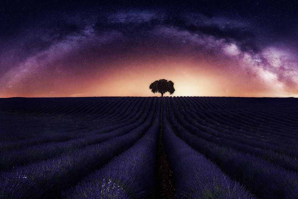 My Lavander art print by Jorge Ruiz Dueso for $57.95 CAD