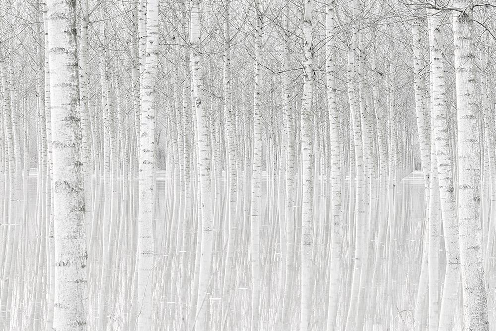 Trees art print by Aglioni Simone for $57.95 CAD