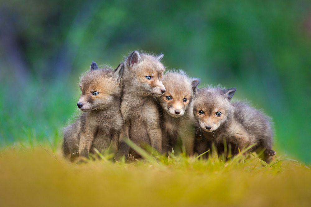... Little Explorers ... art print by Pali Gerec for $57.95 CAD