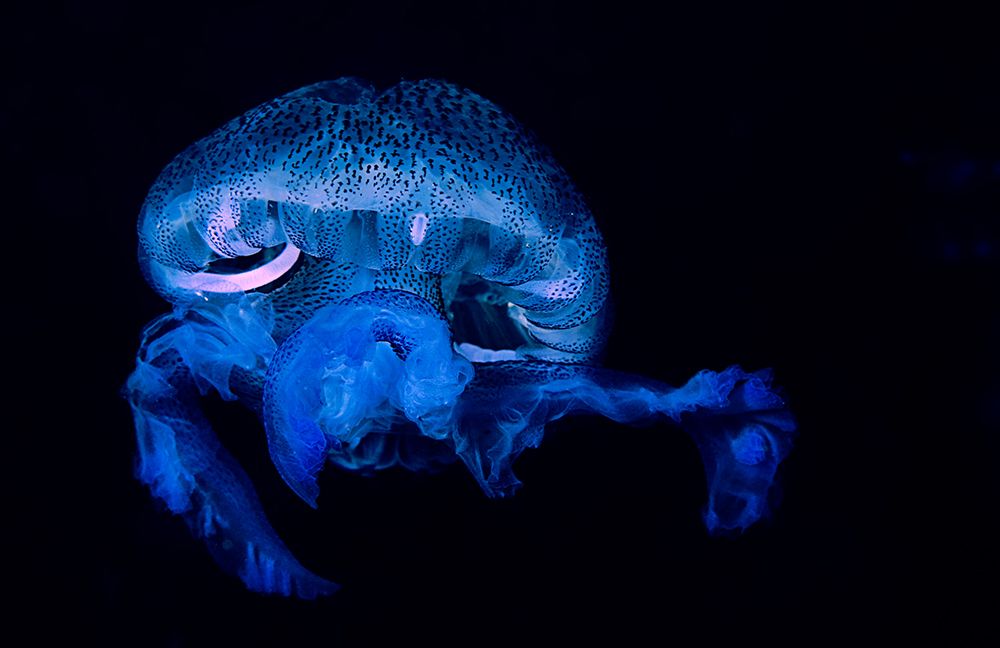 Pelagia Noctiluca 2 art print by Romano Molinari for $57.95 CAD
