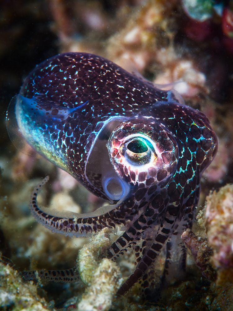 Baby Cuttlefish art print by Barathieu Gabriel for $57.95 CAD