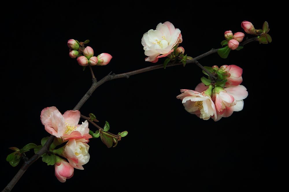 Manzano Silvestre En Flor art print by Antonio Rodriguez Maldonado for $57.95 CAD