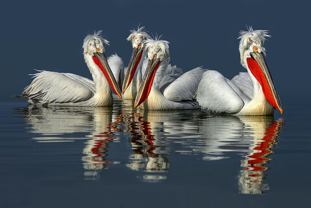 Dalmatian pelicans Close Up art print by Xavier Ortega for $57.95 CAD