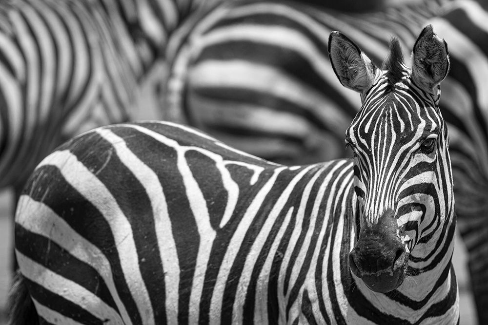 Stripes art print by Alessandro Catta for $57.95 CAD
