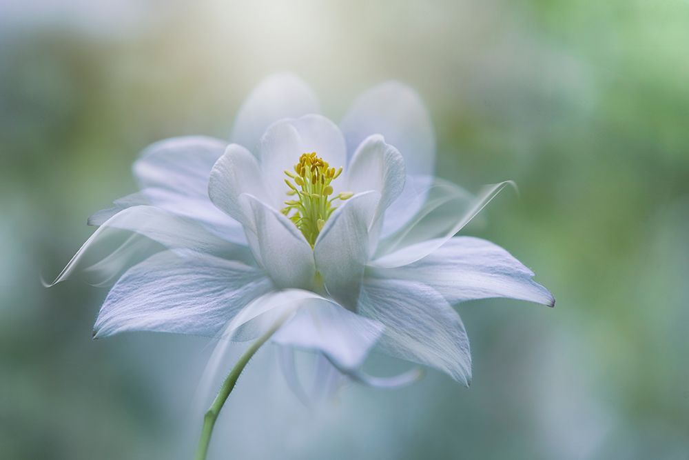 Purity art print by Jacky Parker for $57.95 CAD