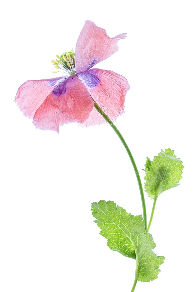 Poppy art print by Mandy Disher for $57.95 CAD