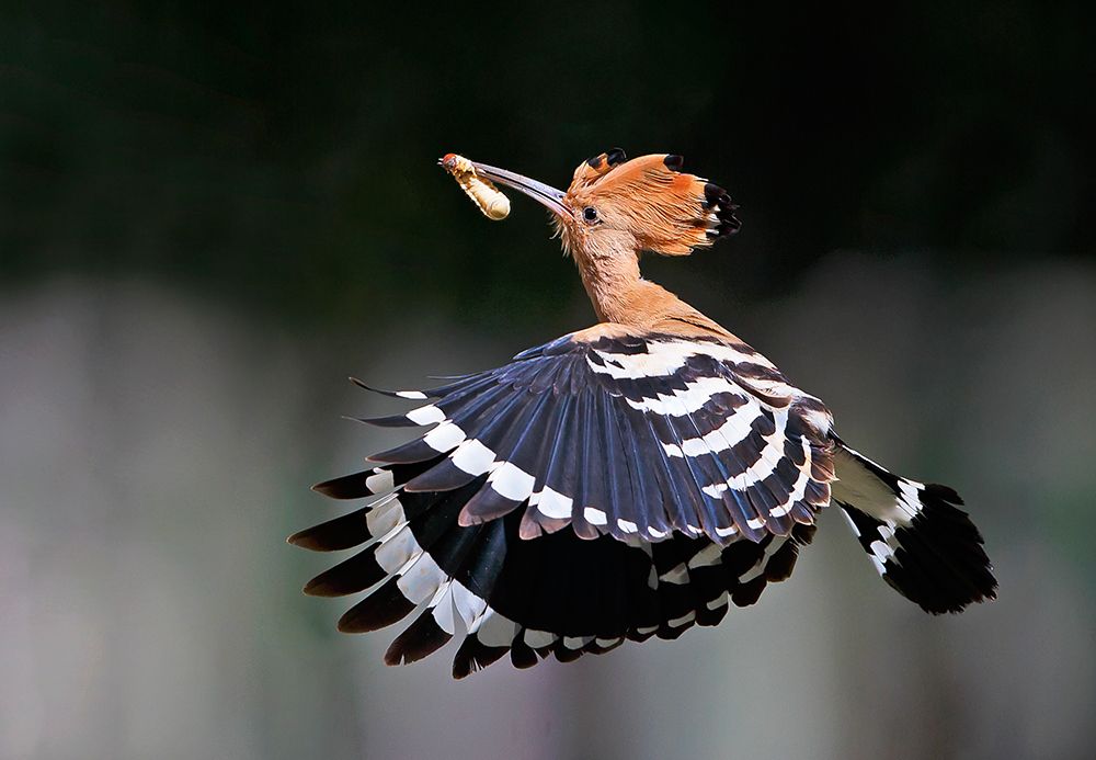 Hoopoe,Feeding.. art print by Shlomo Waldmann for $57.95 CAD