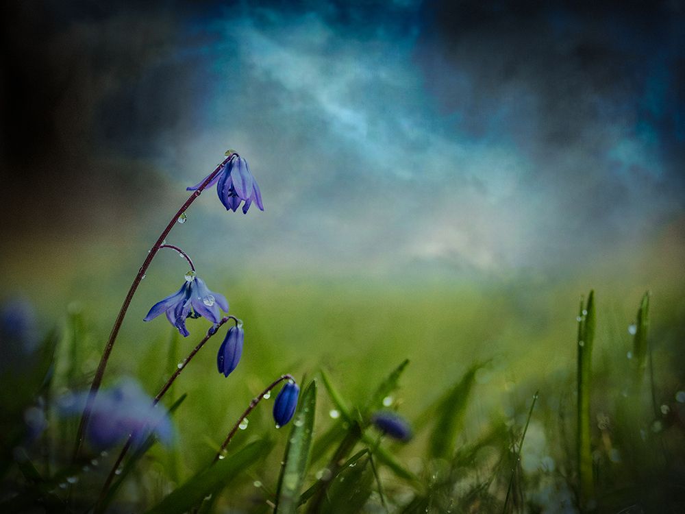 After The Spring Rain art print by Asmund Kvarnstrom for $57.95 CAD