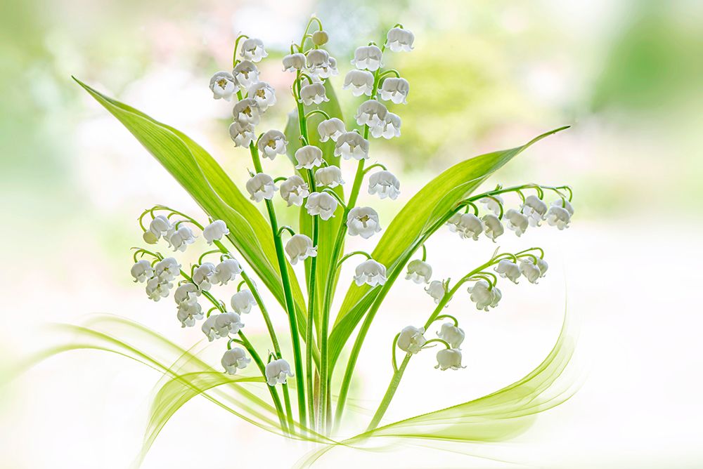 Lily Of The Valley art print by Jacky Parker for $57.95 CAD