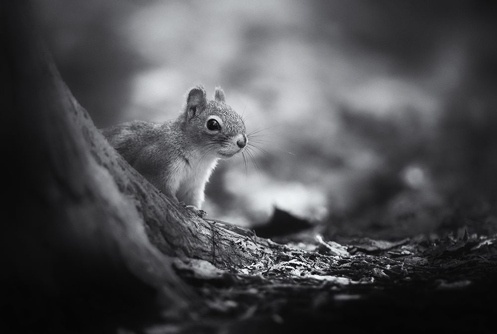 In the woods art print by Christian Duguay for $57.95 CAD