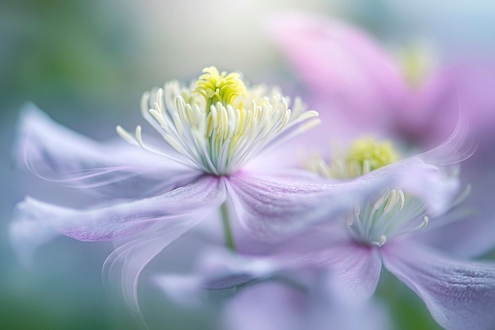 Sway art print by Jacky Parker for $57.95 CAD