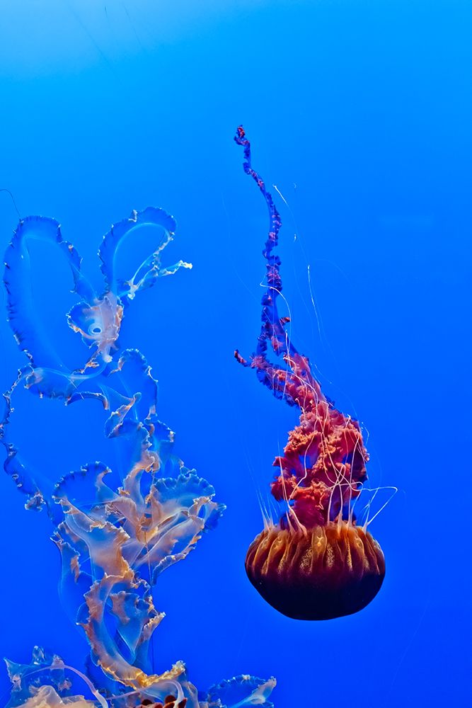 Jellyfish 44 art print by Fred Walker for $57.95 CAD