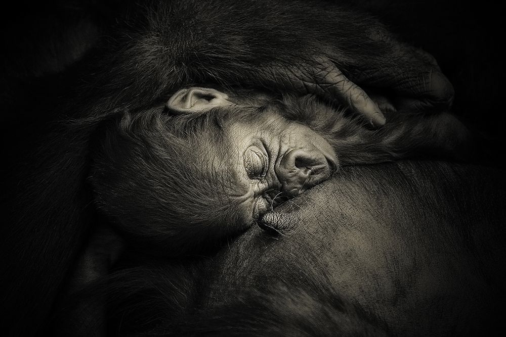 MOTHERS HUG .... art print by Antje Wenner-Braun for $57.95 CAD
