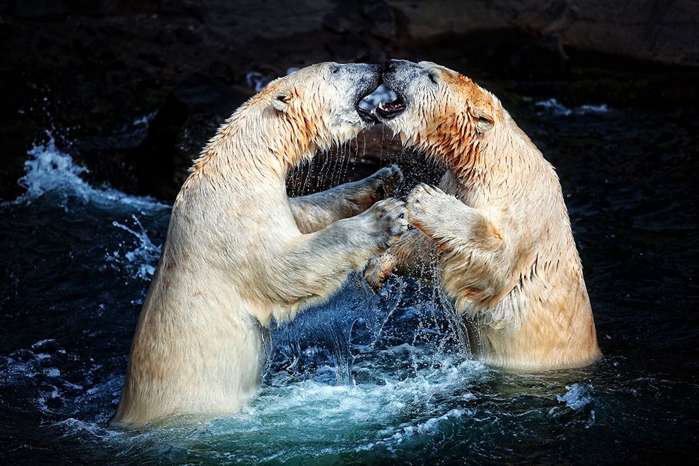 BATTLE a KISSES .... art print by Antje Wenner-Braun for $57.95 CAD