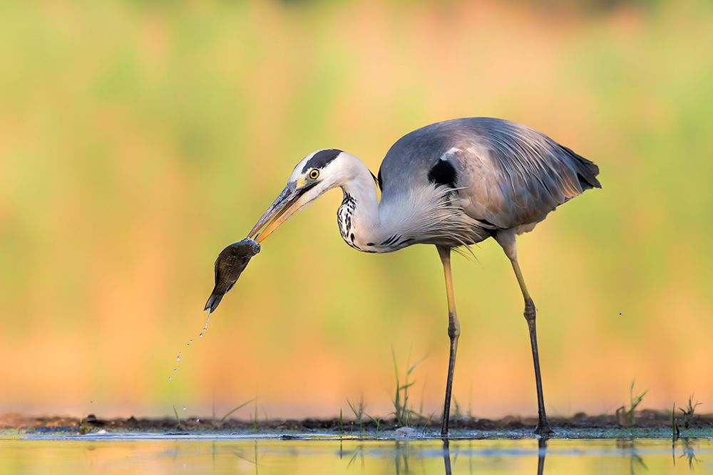 Morning Catch art print by Jun Zuo for $57.95 CAD