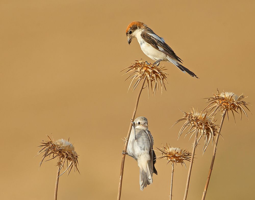 Woodchat Shrike art print by Shlomo Waldmann for $57.95 CAD