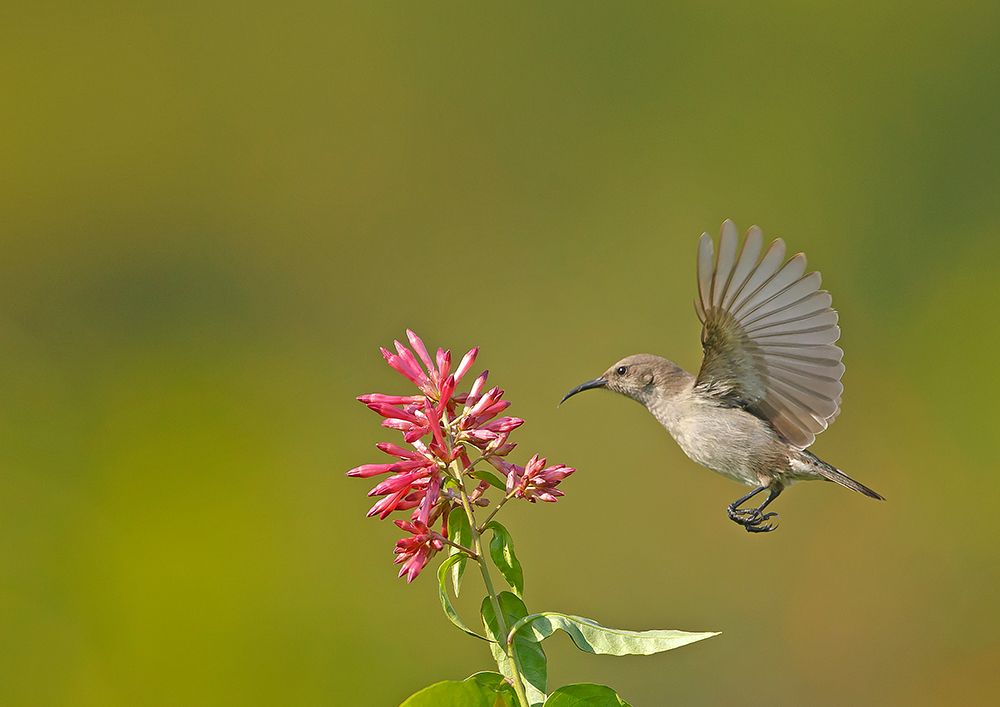 Sunbird art print by Shlomo Waldmann for $57.95 CAD
