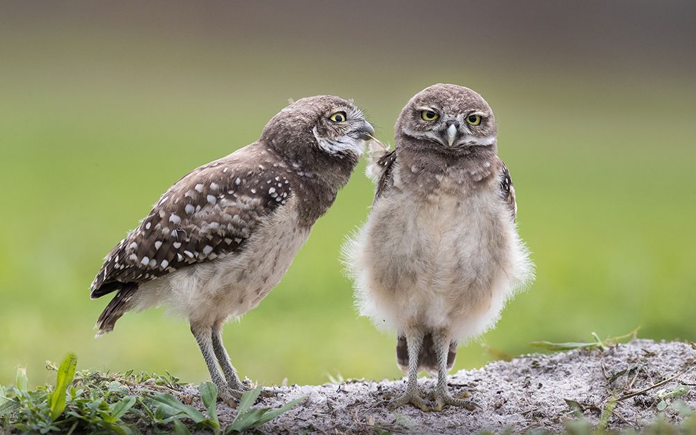 Leave Me Alone! art print by Greg Barsh for $57.95 CAD