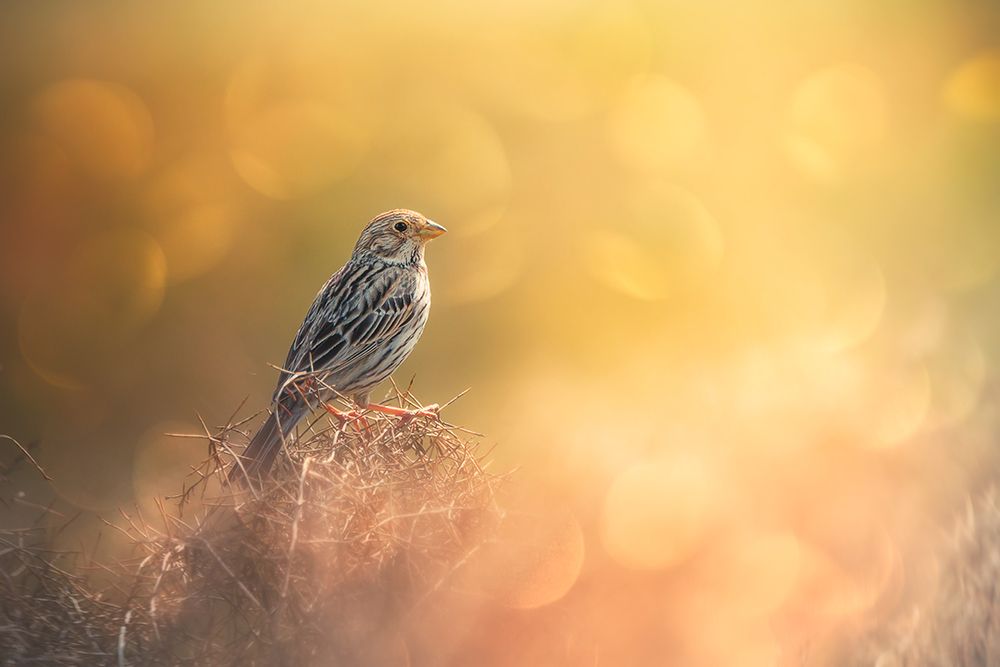 Lost In Bokeh art print by Sina Pezeshki for $57.95 CAD