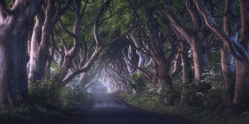 The Dark Hedges art print by Daniel Gastager for $57.95 CAD