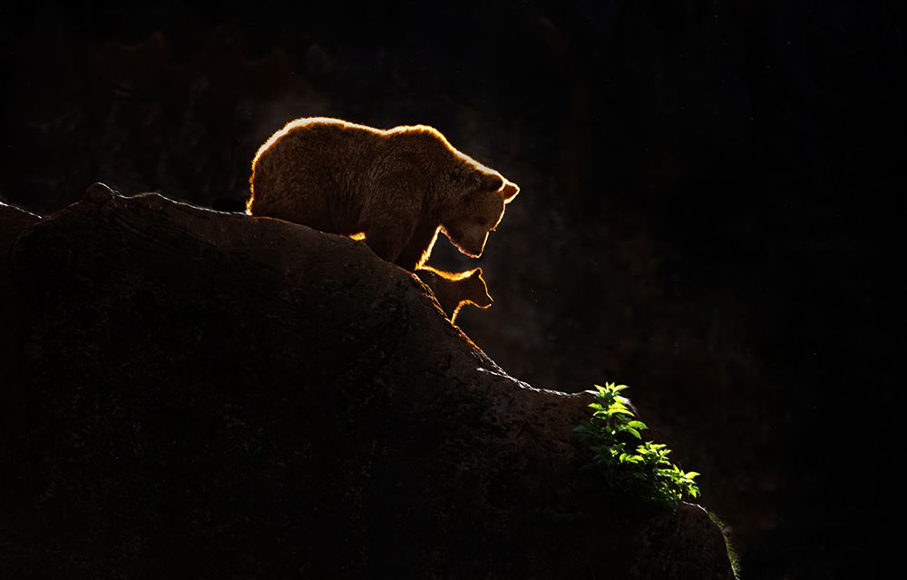 Mom bear with cub art print by Xavier Ortega for $57.95 CAD