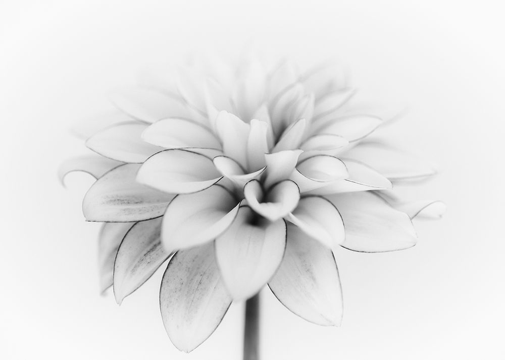 White Dahlia art print by Lotte Gronkjar for $57.95 CAD