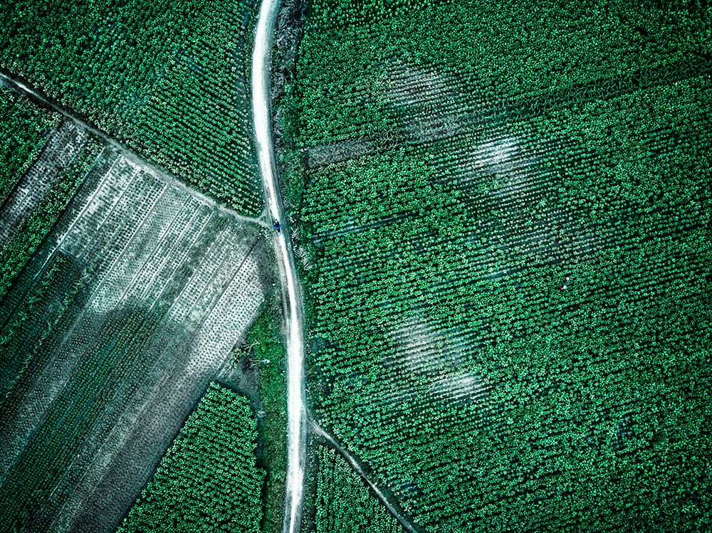 Pure Green art print by Zhou Chengzhou for $57.95 CAD