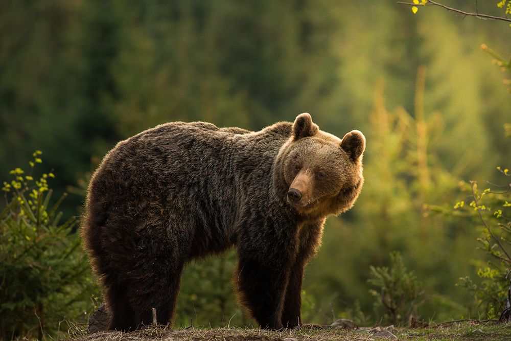 Backlit Bear art print by Richard Krchnak for $57.95 CAD