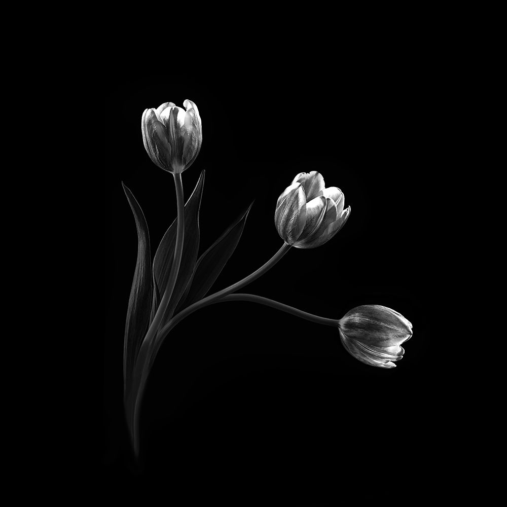 Trio art print by Sophie Pan for $57.95 CAD