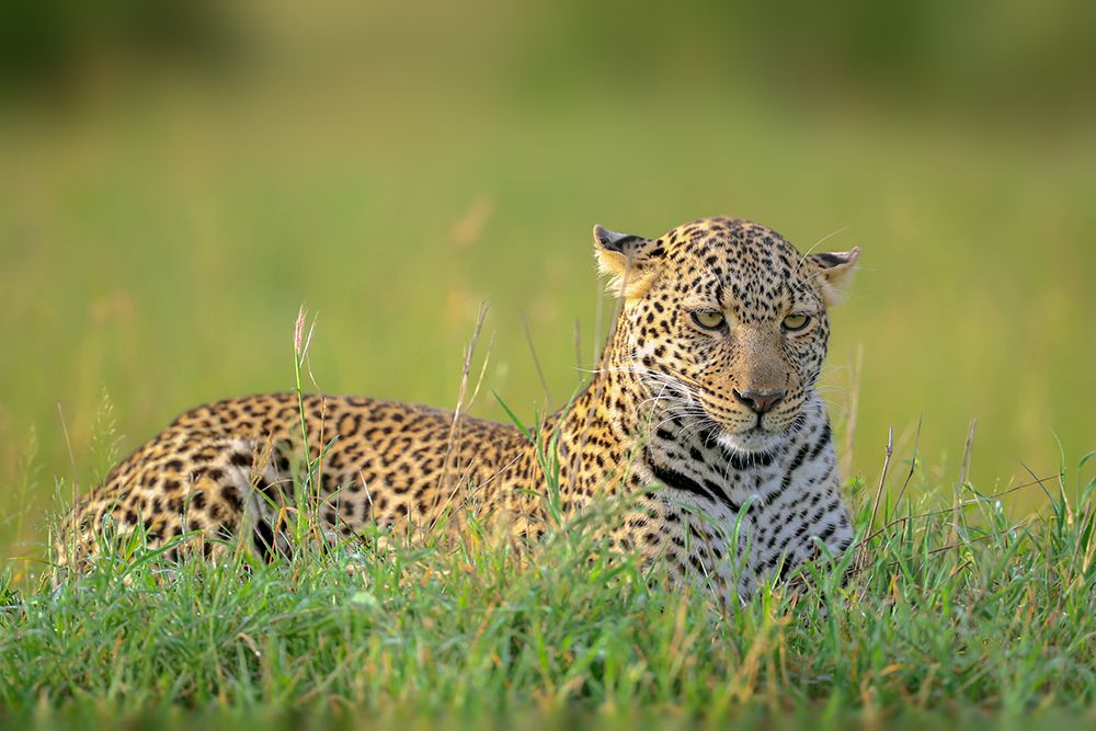 The Leopard art print by Roshkumar for $57.95 CAD