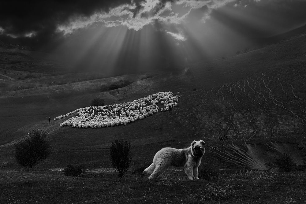 Sheperd dog art print by Clas Gustafson for $57.95 CAD