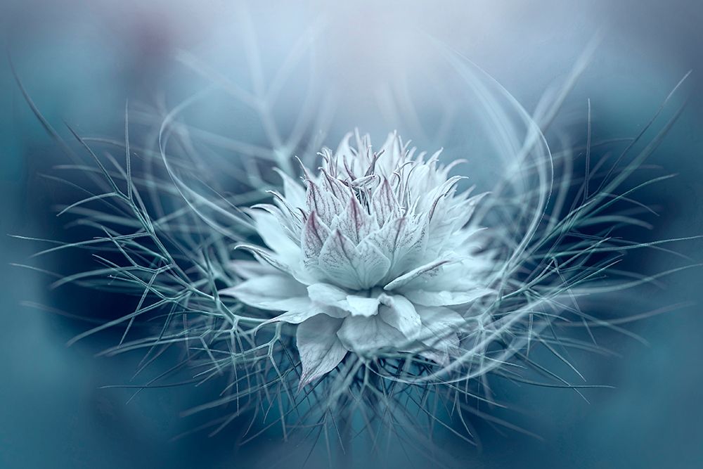 Love-In-A-Mist art print by Jacky Parker for $57.95 CAD