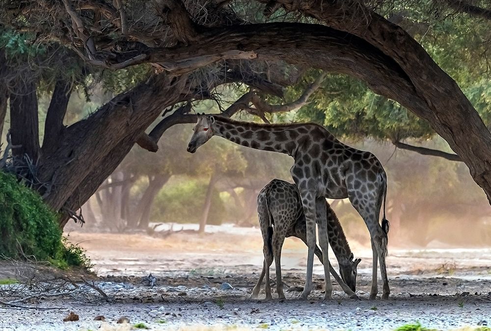 Giraffe art print by Giuseppe Damico for $57.95 CAD