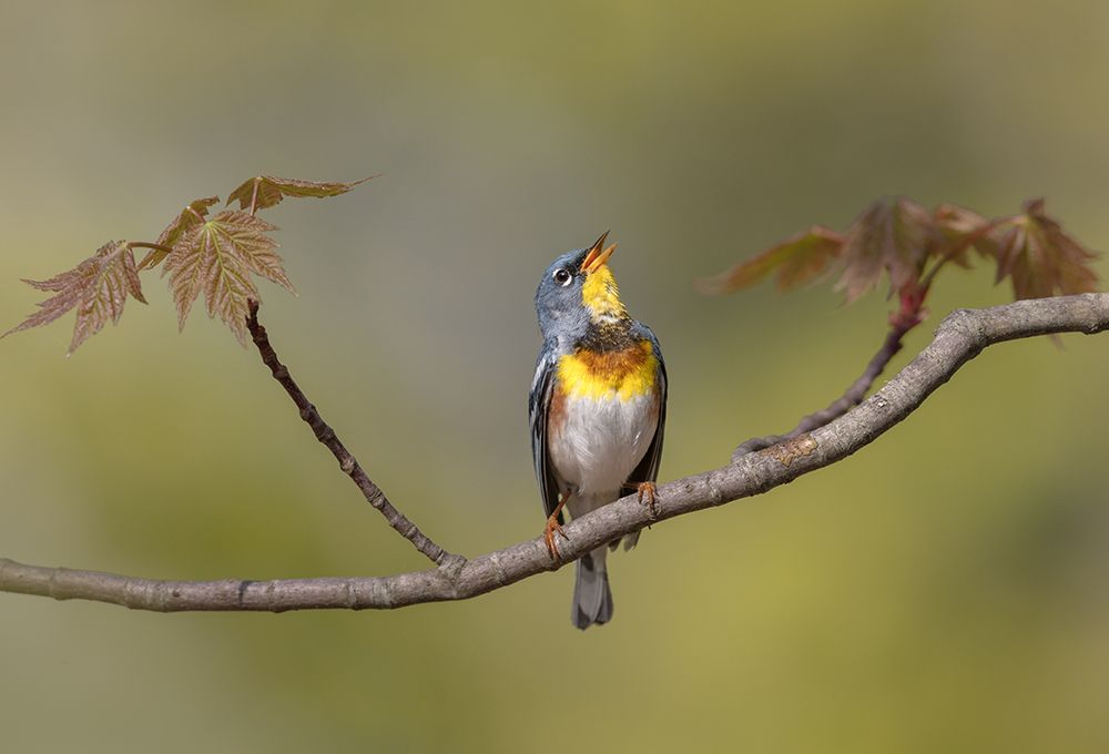 Parula On Stage art print by Greg Barsh for $57.95 CAD