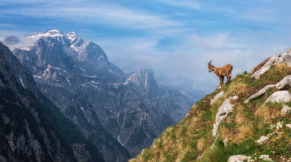 Alpine Ibex In The Mountains art print by Ales Krivec for $57.95 CAD