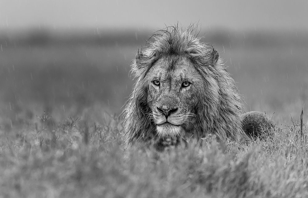 Lion art print by Giuseppe Damico for $57.95 CAD