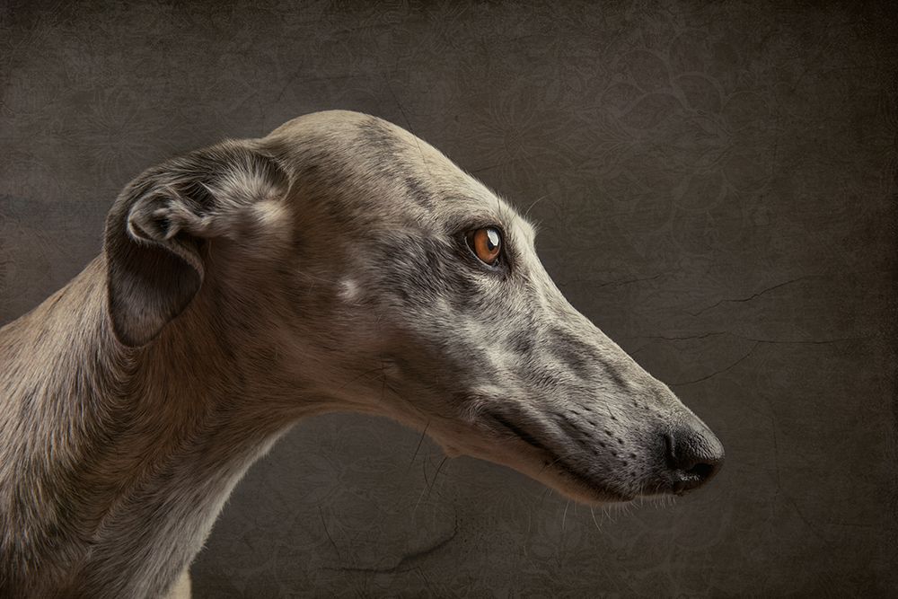 Anna art print by Heike Willers for $57.95 CAD