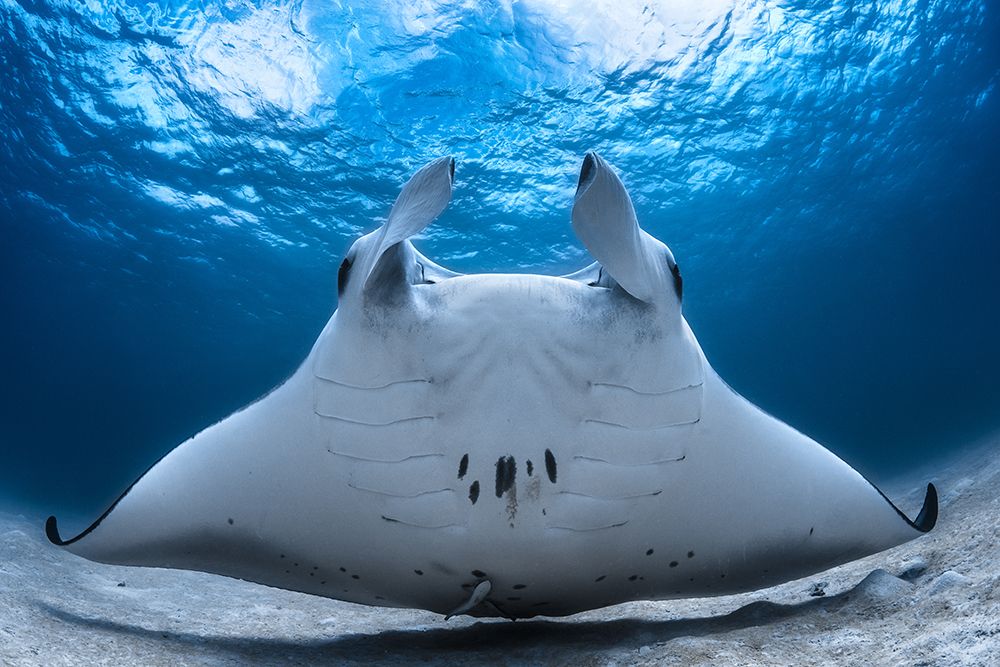 Take Off / Manta Airline art print by Barathieu Gabriel for $57.95 CAD