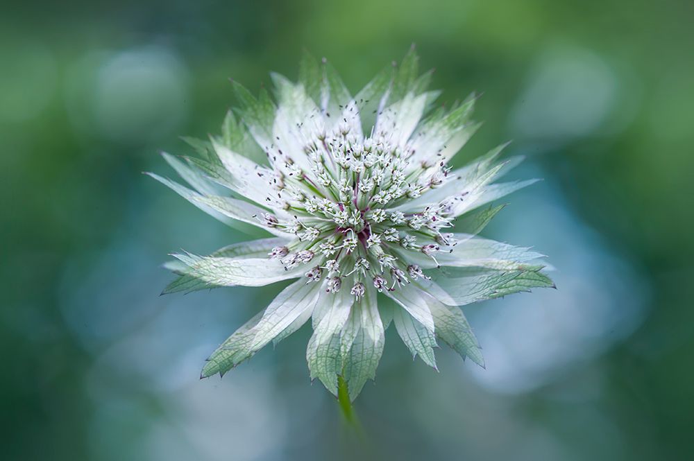 Astrantia art print by Jacky Parker for $57.95 CAD